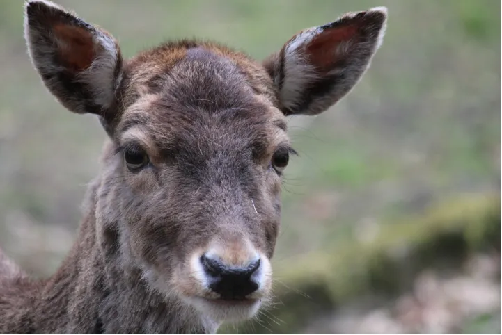 Close-up of a young deer (fawn) representing vulnerability and new beginnings